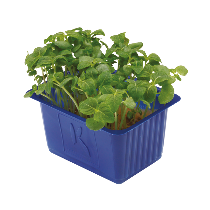 Yeşil Perilla Filizi